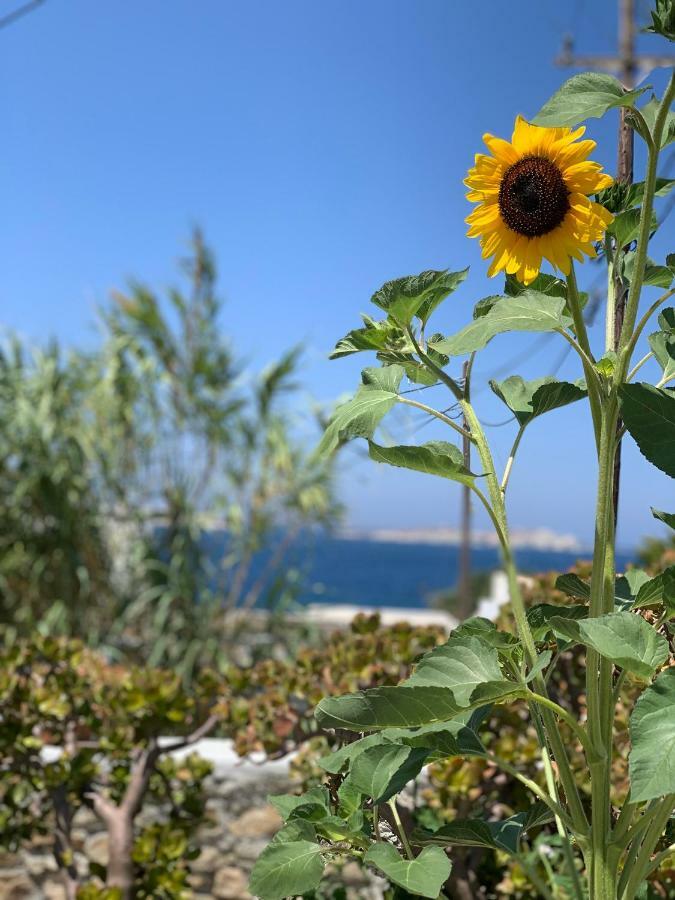Secret Garden Apartments Mykonos Town Ngoại thất bức ảnh